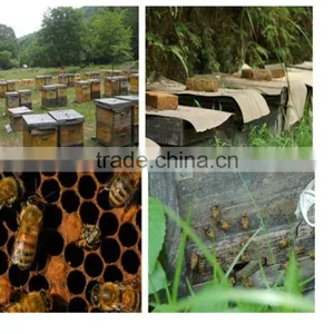 Hot Selling Best Bee Wax Comb For Bee Hive thumbnail-5