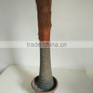 Big Fan Kwai Artificial Palm Tree thumbnail-6