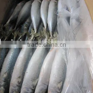 New Coming Frozen Mackerel thumbnail-1