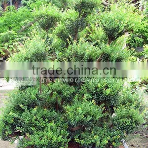 Syzygium Buxifolium Old Trees thumbnail-1