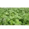 Ocimum Sanctum Extract 2% Alkaloids (HPLC) thumbnail-1