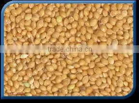 Golden Foxtail Millet thumbnail-1