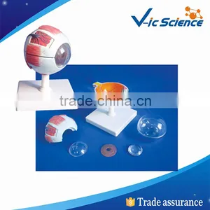 Human Eye Model and Parts for School and Study thumbnail-1
