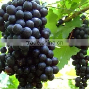 Fresh Grapes for Sale thumbnail-6