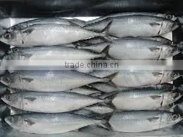 Frozen Mackerel thumbnail-1