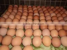 EGGS thumbnail-5
