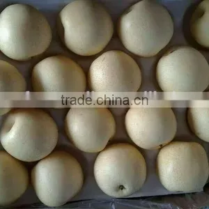 China Seasonal Fruit Asian Pear thumbnail-5