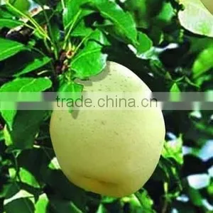 Fuji Apple thumbnail-2