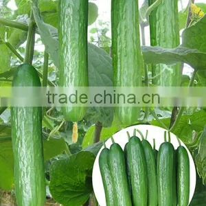 New Hybrid Fruit Cucumber Seeds for Growing-Mini Cucumber thumbnail-1