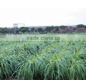 Annual Livestock Feeding High Yield Pennisetum Americana Forage Grass thumbnail-1