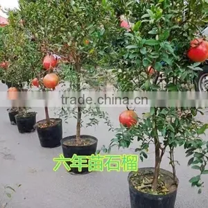 Easy Survival Pomegranate Seedling thumbnail-6