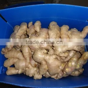 Chinese Fresh Air Dried Ginger thumbnail-6