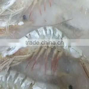 HACCP Vannamei White Shrimp thumbnail-2
