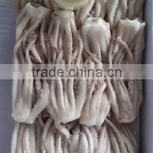 Squid Tentacle of Illex Squid thumbnail-3