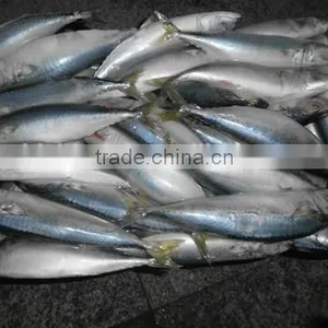Pacific Mackerel thumbnail-2