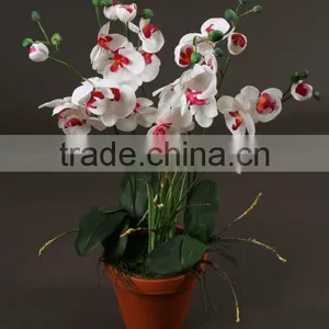 Rich and Colorful Orchid Small Plant Ornaments on the Table Manufacturer in China thumbnail-1