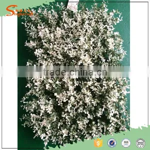 2016 International Certified Professional Leisure Venues Fire Resistant Artificial Grass Wall thumbnail-6