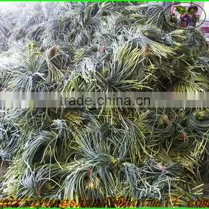Fresh Garlic Sprouts/Garlic Moss/ Garlic Moss Exports Europe and the United States/southeast Asia/dubai thumbnail-2