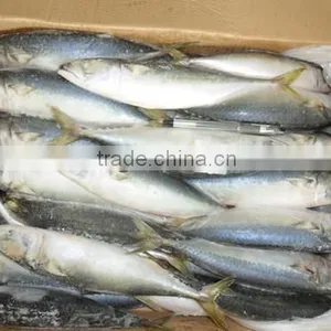 High Quality WR Frozen Scomber Japonicus Mackerel 250-300g thumbnail-4