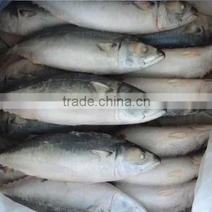 Supply for 400-600g Frozen Mackerel Seafood thumbnail-1