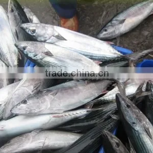 Frozen Pacific Mackerel thumbnail-6
