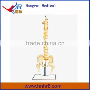Hot Sale Vertebral Column With Pelvis Model and Femur Heads thumbnail-1
