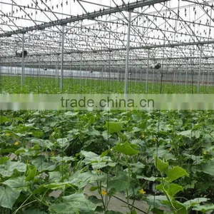 Greenhouse for Professional Growers and Cost Effective Vegetable Production thumbnail-3