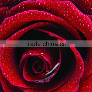 100% Pure Rose Essential Oil thumbnail-2