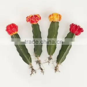 Indoor Wholesale Cactus Plants thumbnail-1