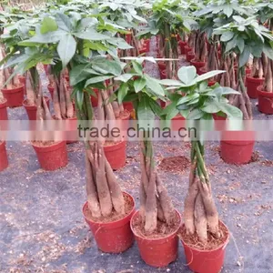 Woody Pachira Aquatica Outdoor Plants Trees and Flowers thumbnail-3
