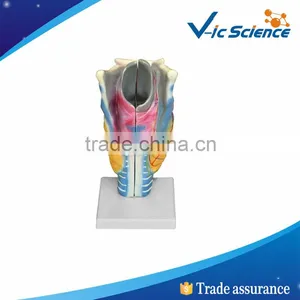 PVC Larynx Medical Model thumbnail-1