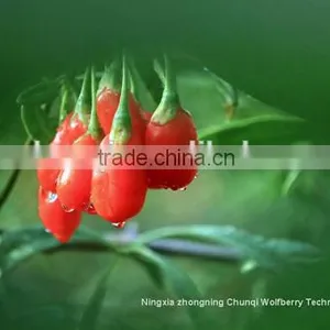 2016 New Crop From Ningxia Manufacture With Best Price thumbnail-1