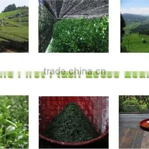 JAS Organic "SENCHA" GREEN TEA : Organic Fist Flush Loose Leaf Teas Made in Japan thumbnail-2