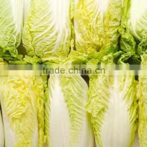 Long Shape Cabbage Fresh Green Cabbage on Sale Frozen Packed thumbnail-1
