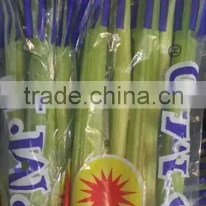 Fresh Celery for Sale Good Quality thumbnail-4