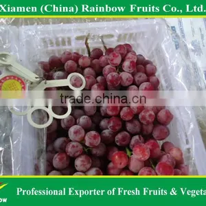 Fresh Red Sweet Seeded Grape Fruit Export From China thumbnail-3