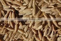 Cumin Seeds thumbnail-3