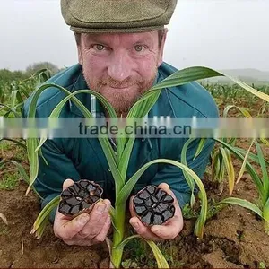 Japanese Top Quality Black Garlic thumbnail-4