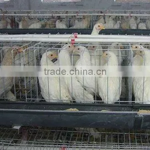 Hot Galvanized Layer Chicken Cage thumbnail-1
