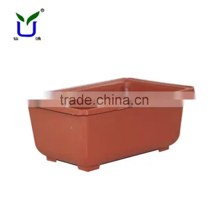Rectangular Plastic Pot for Daffodils thumbnail-1