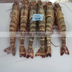 Frozen HOSO Shrimps thumbnail-1