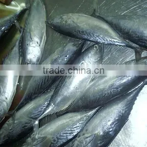 Frozen Sea Food Skip Jack W/R & YELLOW FIN TUNA W/R thumbnail-1