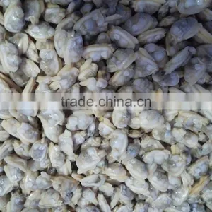 IQF Delicious Paphia Undulata Frozen Clam Meat Shell off thumbnail-2