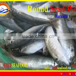 FROZEN ROUND SCAD WHOLE ROUND thumbnail-1