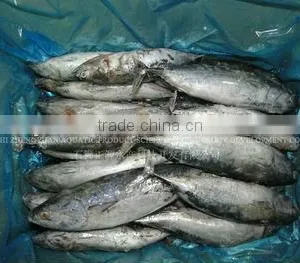 Sea Foods Exporters Frozen Bonito 300-500G thumbnail-1