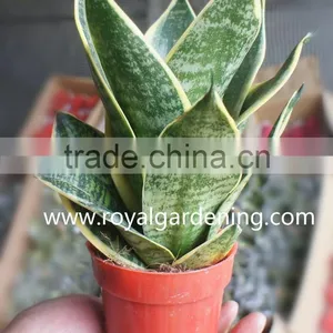 Sansevieria Trifasciata(Snake Plant )Ornamental Plants thumbnail-2