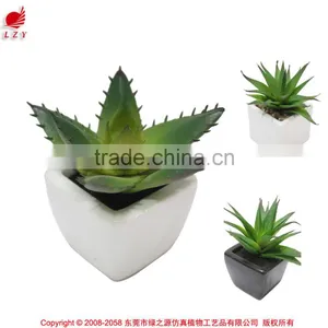 Hot Sale Miniascape of Aloe Vera Mini Plant for Office Supply thumbnail-1