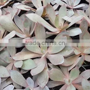 Succulent Plant Echeveria Afterglow, Decorative Plants Echeveria, Succulent Plants, Tropical Plants thumbnail-1