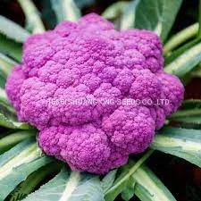 Wholesale High Quality Hybrid Seeds for Purple Cauliflower thumbnail-1