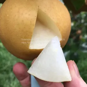 Fresh Fruit Pears/Ya Pear/Fragrant Pear/Crown Pear/Qiuyue Pear/Golden Pear thumbnail-1